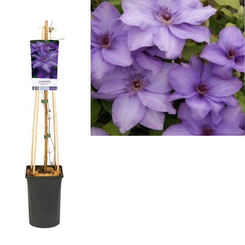 Clematis Esther