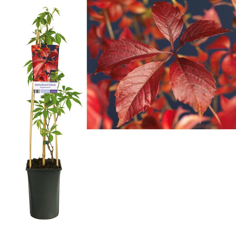 Parthenocissus 'Engelmannii'