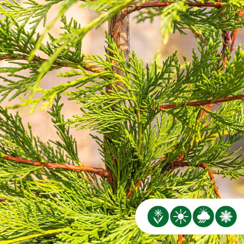 Cupressocyparis leylandii - haag