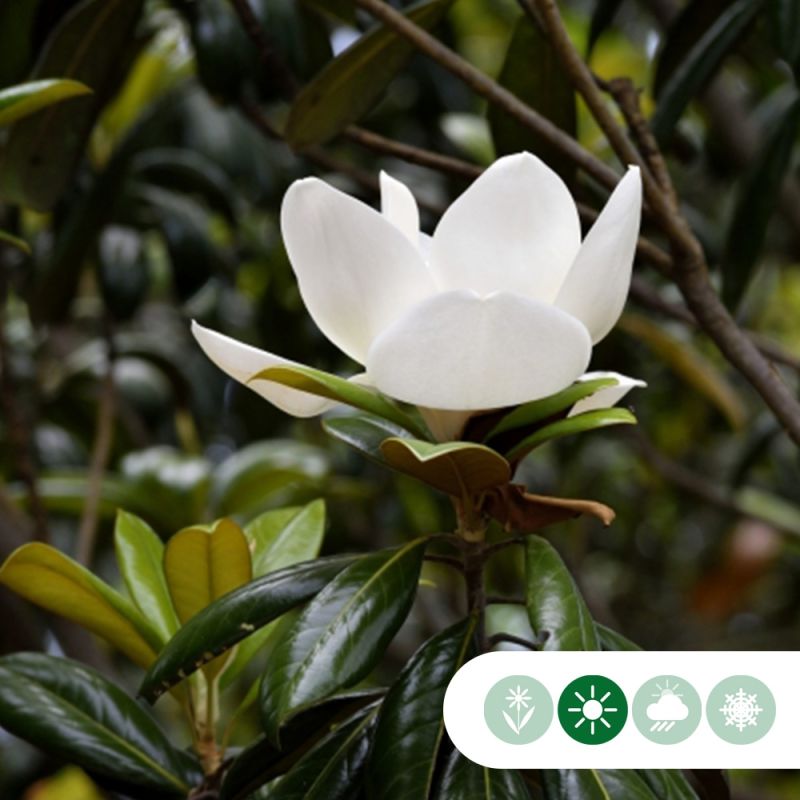 Magnolia Galissonière - solitair