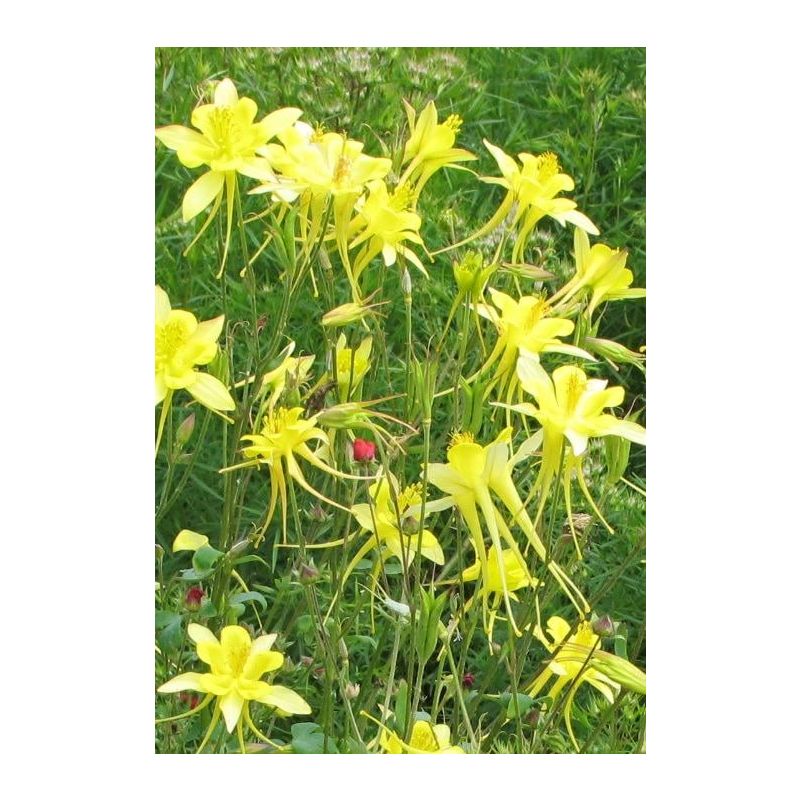 Aquilegia Yellow Queen 