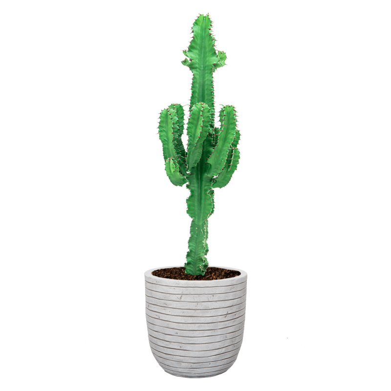 Euphorbia Ingens in Nature Row Egg Planter wit