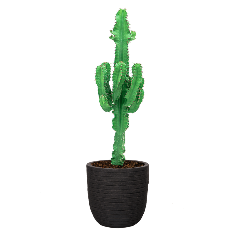 Euphorbia Ingens in Nature Row Egg Planter zwart
