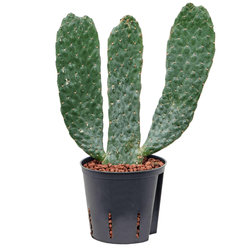 Cactus Opuntia Consolea 