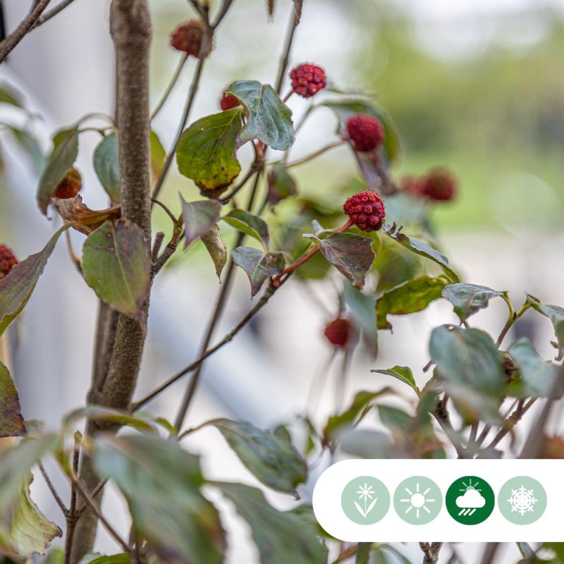 Cornus Milky Way - laagstam