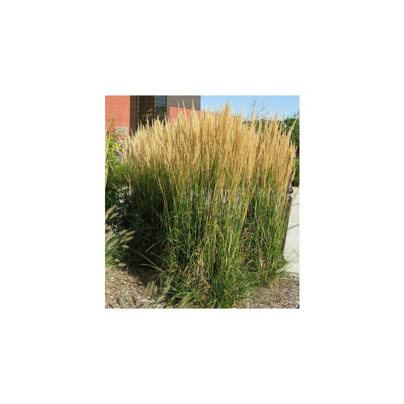 Calamagrostis Karl Foerster