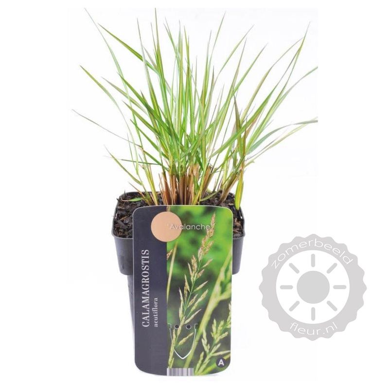 Calamagrostis Karl Foerster 