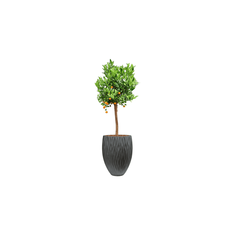 Citrus Calamondin