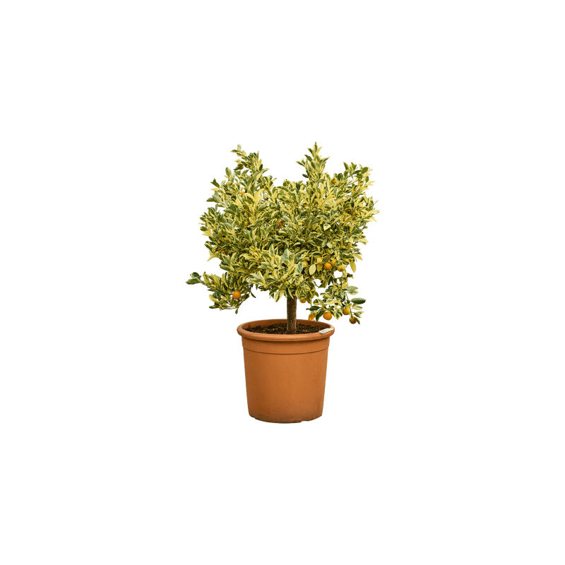 Citrus Calamondin Variegata