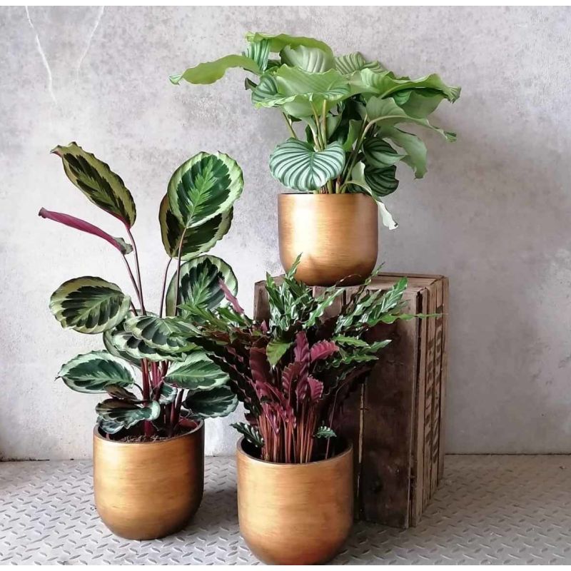 Calathea Medaillon