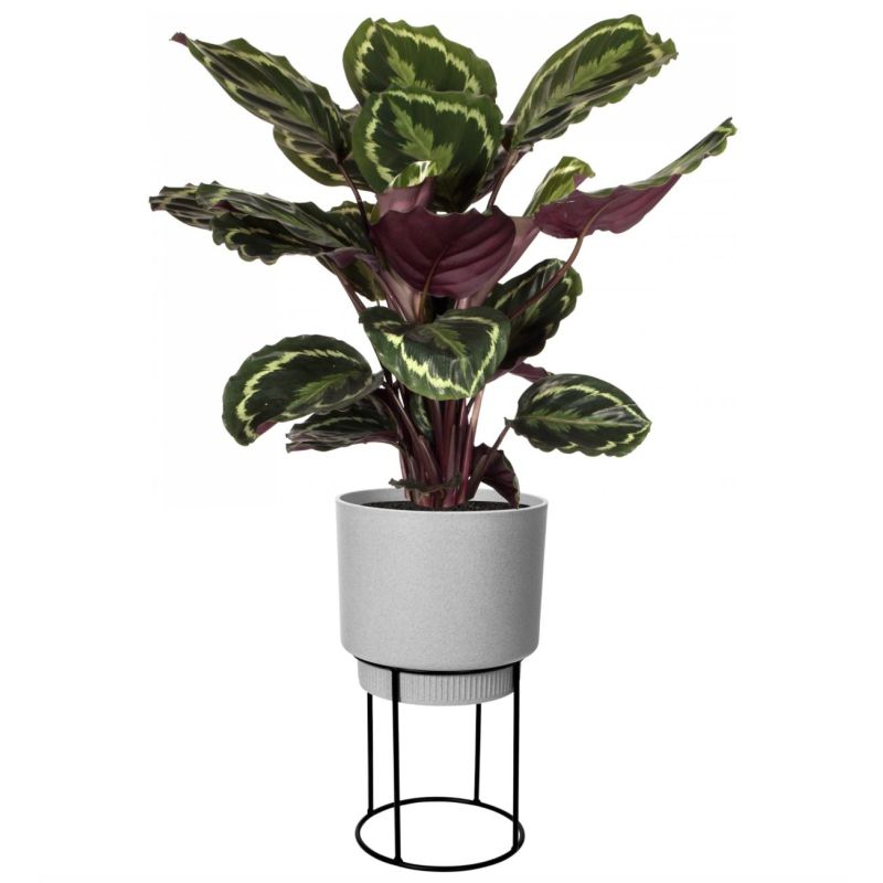 Calathea Medaillon in Elho B. for Studio grijs