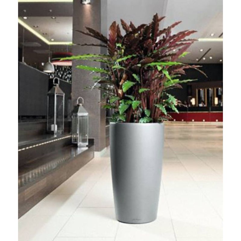 Calathea Rufibarba in watergevende Rondo bruin