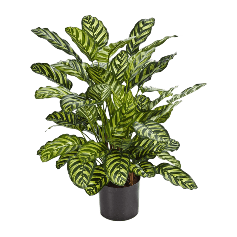 Calathea - kunstplant