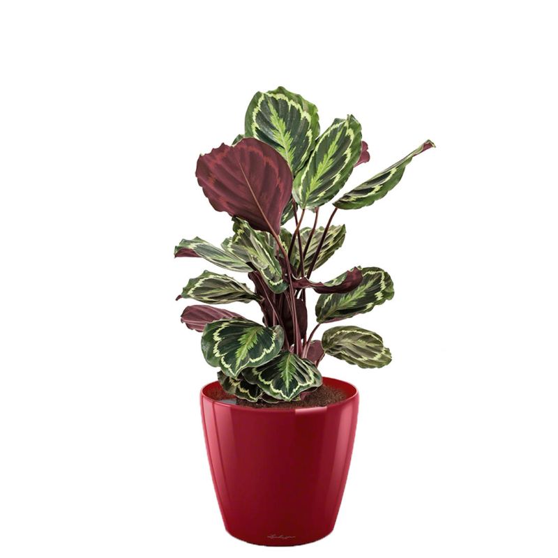 Calathea Medaillon in watergevende Classico rood