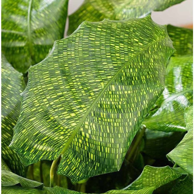 Calathea Musaica Network