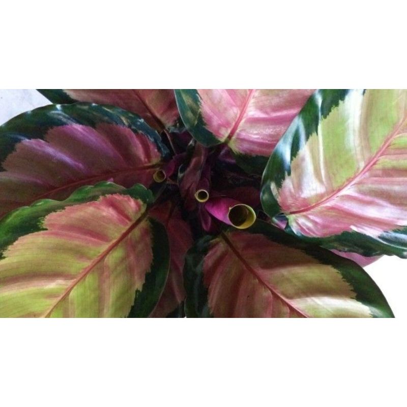 Calathea Roseopicta Silvia