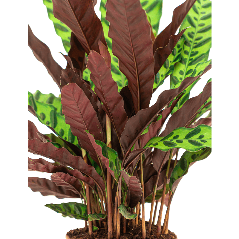 Calathea Insignis