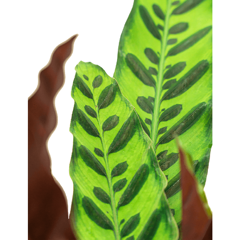 Calathea Insignis