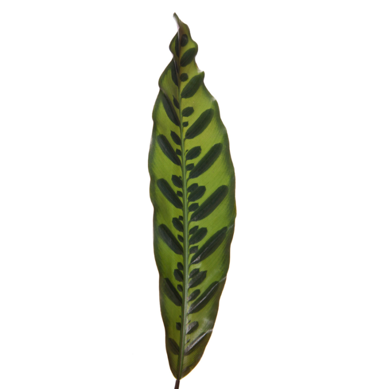 Calathea lancifolia