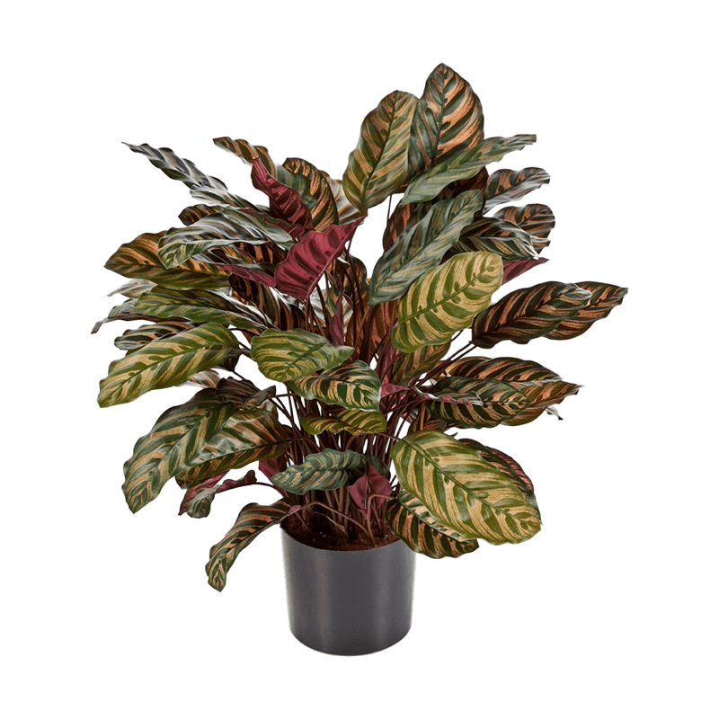 Calathea Makoyana - kunstplant