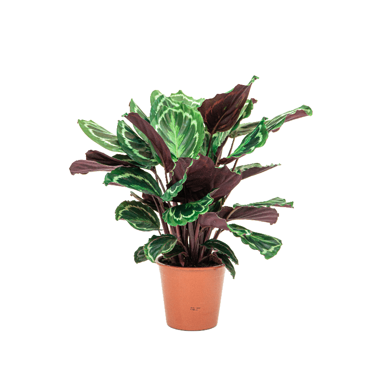 Calathea Medaillon