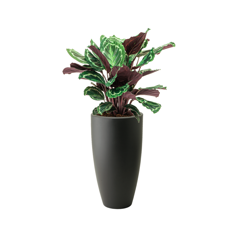 Calathea Medaillon in Elho Pure Soft antraciet