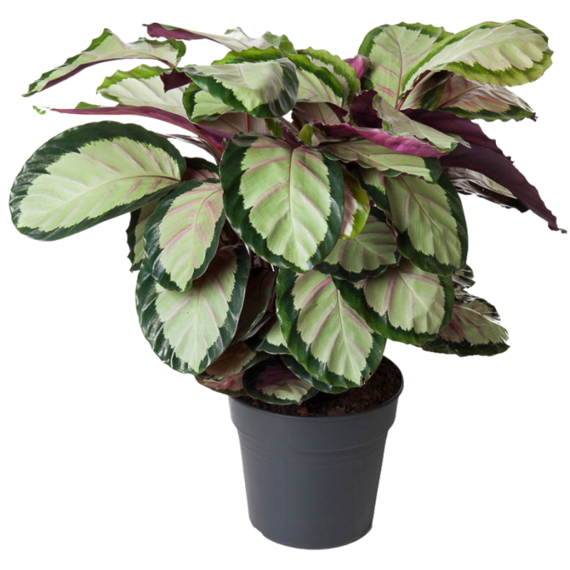 Calathea Silvia