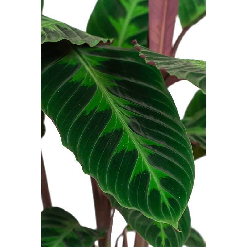 Calathea Warscewiczii