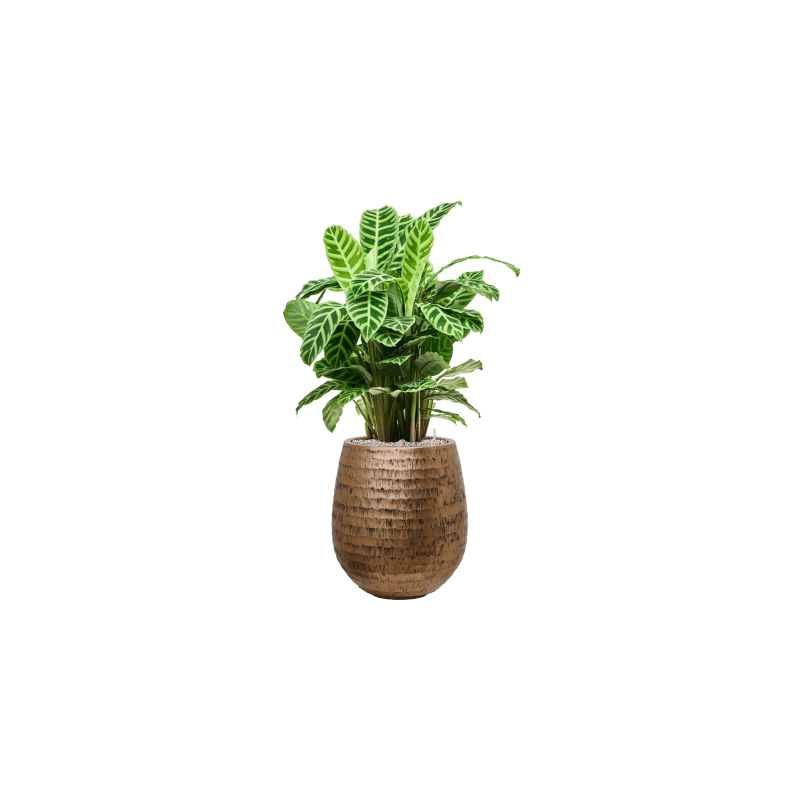 Calathea zebrina