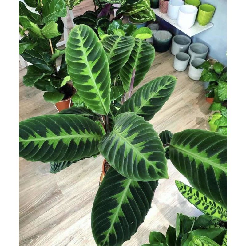 Calathea Warscewiczii