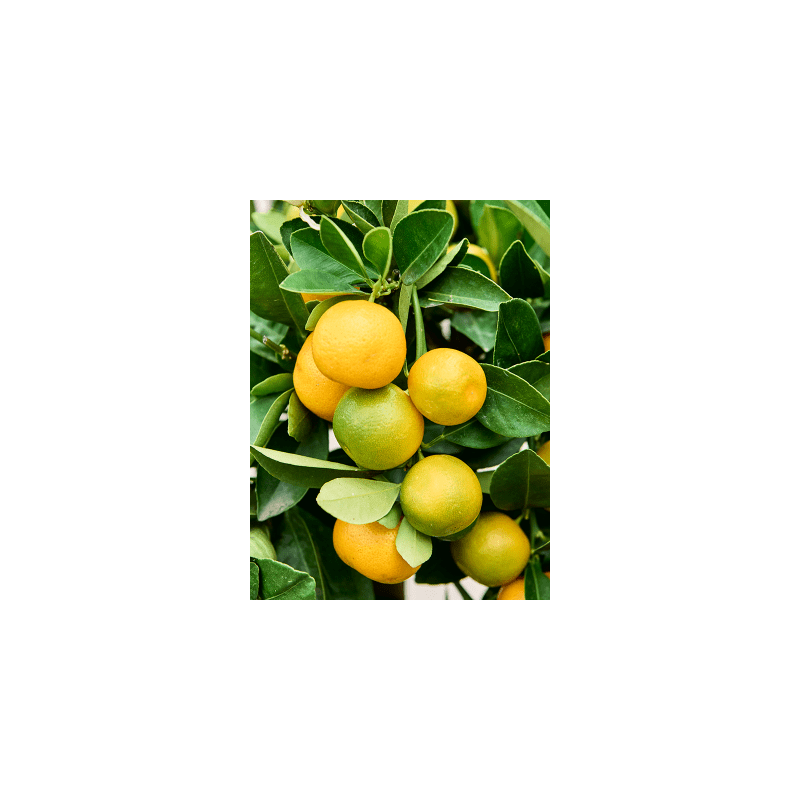 Citrus Calamondin