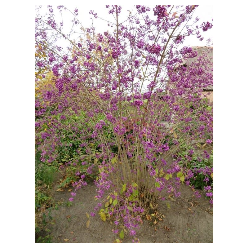 Callicarpa Profusion