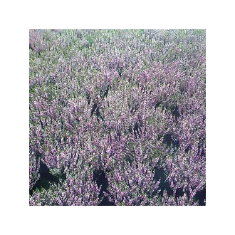 Calluna Beauty Ladies paars
