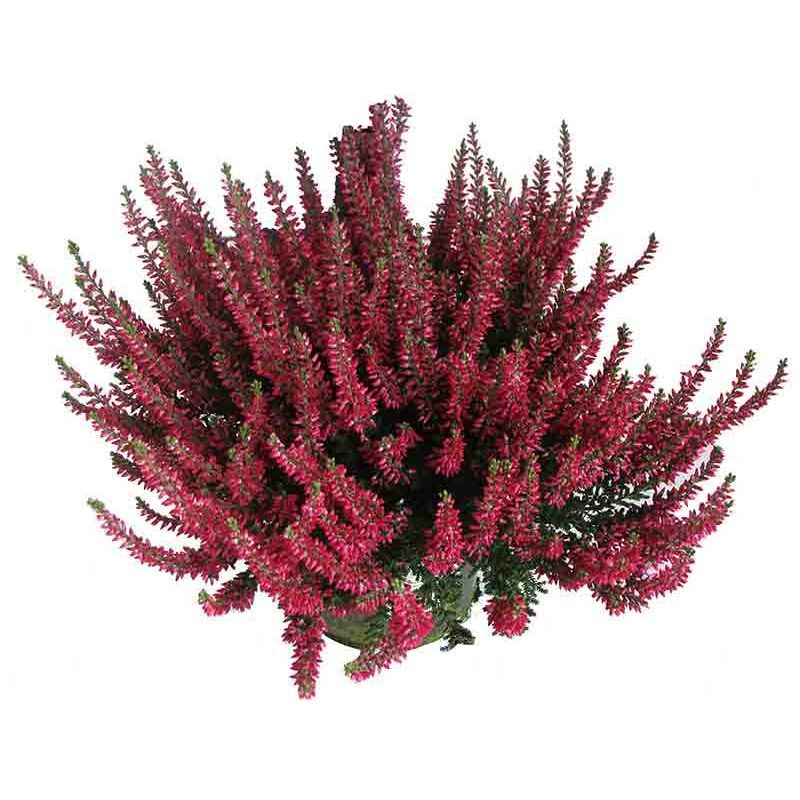 Calluna Beauty Ladies rood