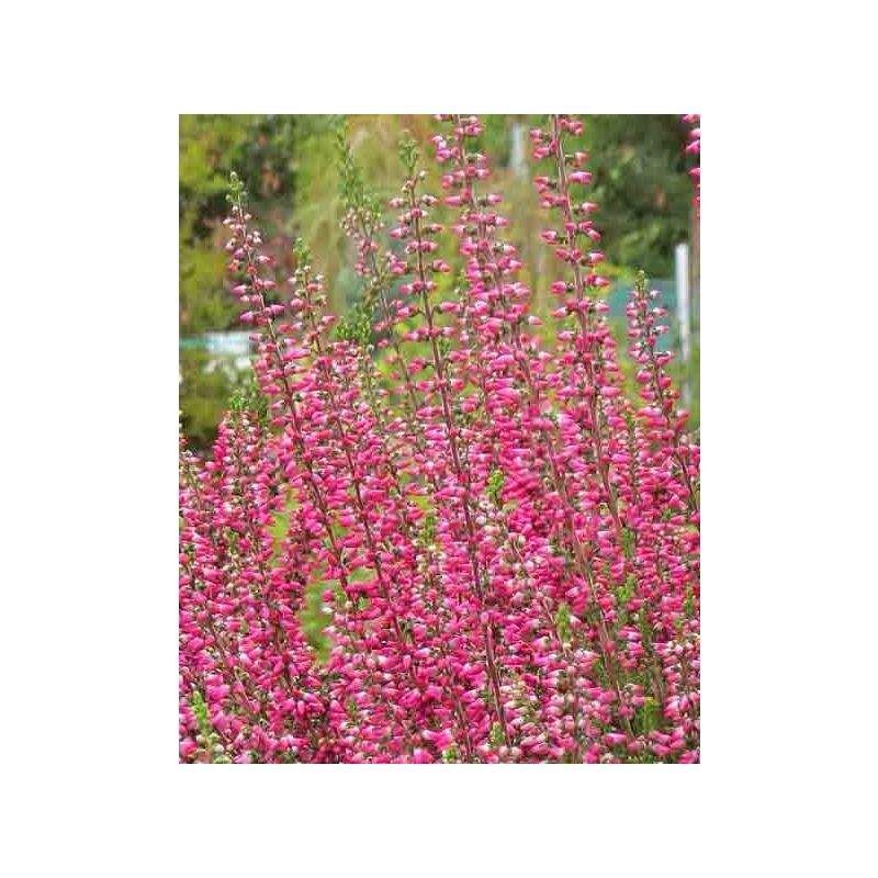 Calluna Beauty Ladies rood