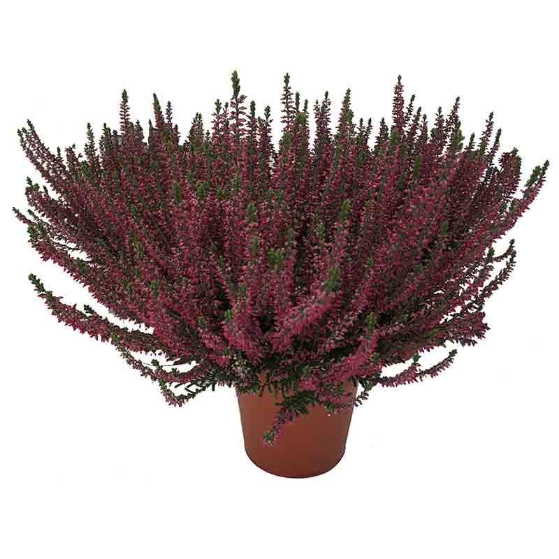 Calluna Beauty Ladies rood