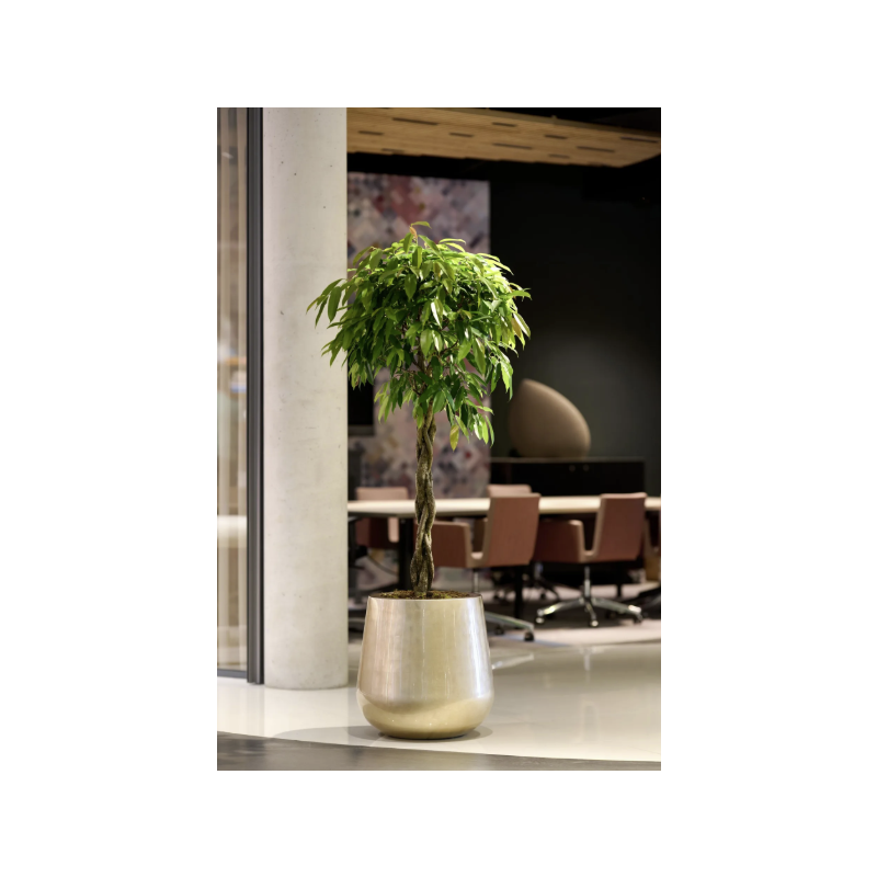 Caluya Planter Gold