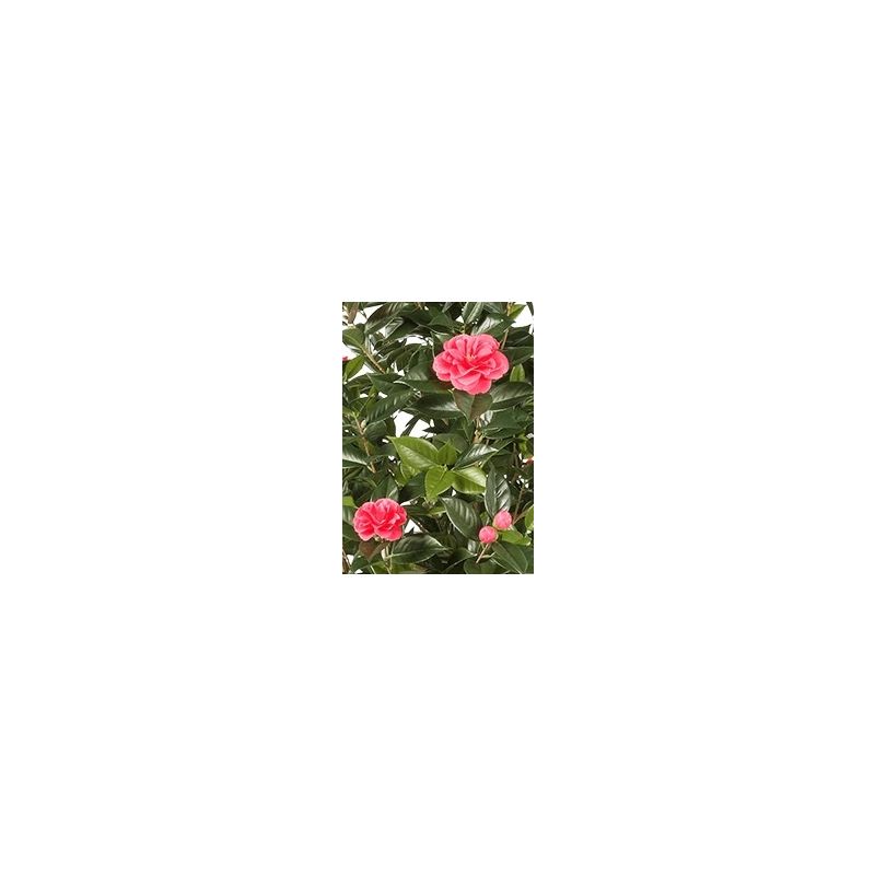 Camelia Japonica Roze - kunstplant