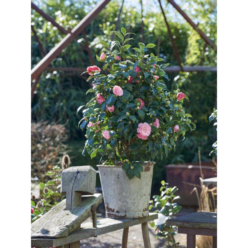 Camellia japonica roze 