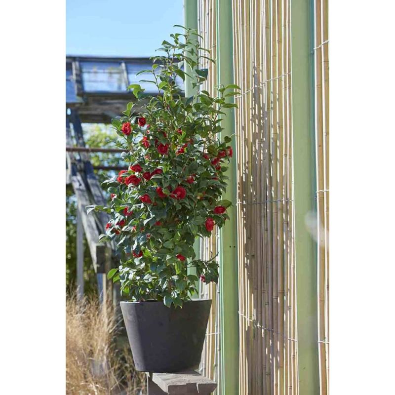 Camellia Lady Campbell