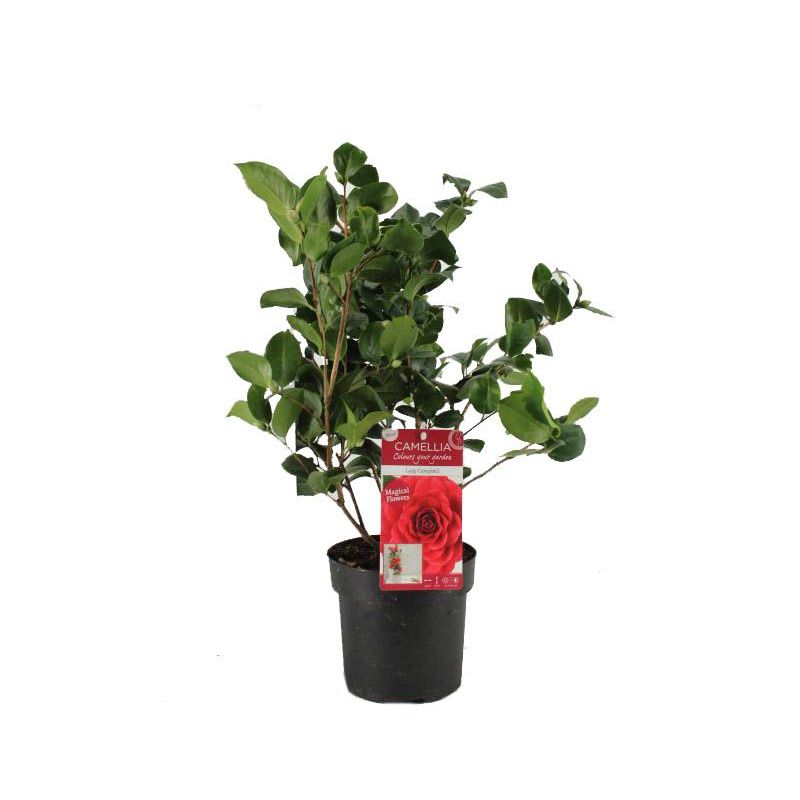 Camellia Lady Campbell