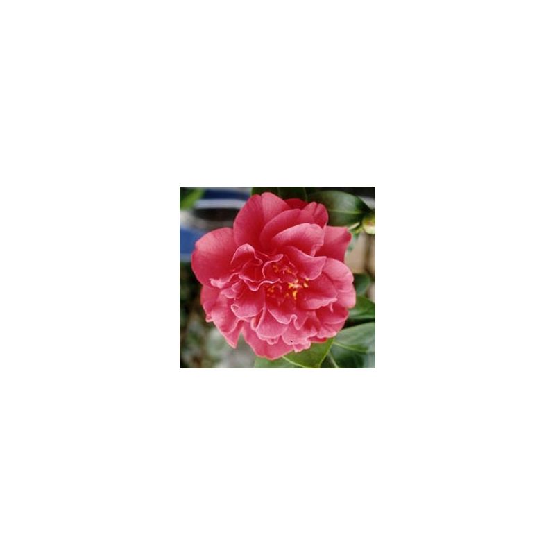 Camellia japonica roze 