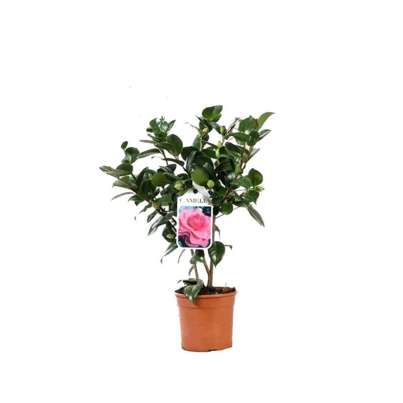 Camellia japonica roze 