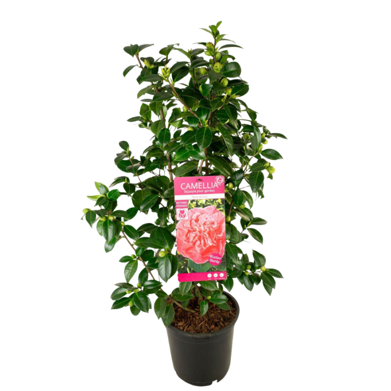 Camellia Marie Bracey