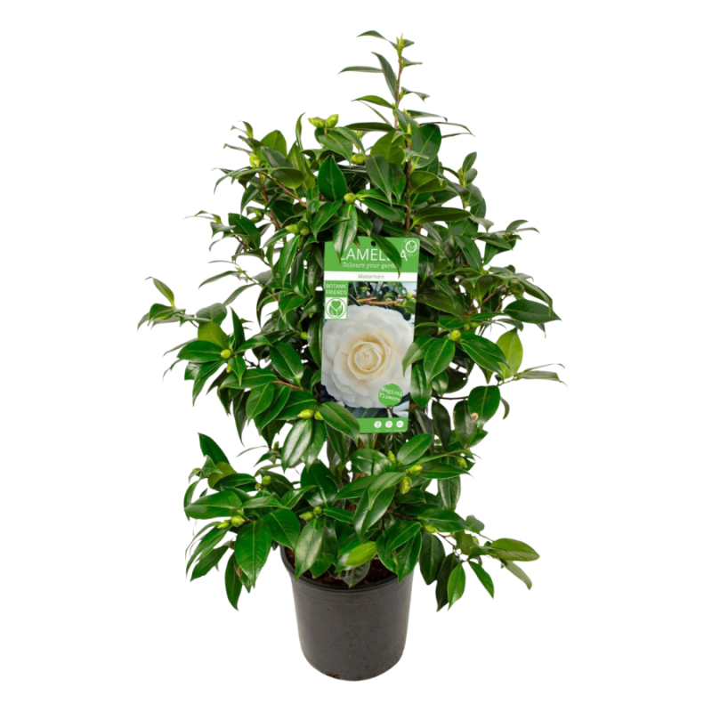 Camellia Matterhorn