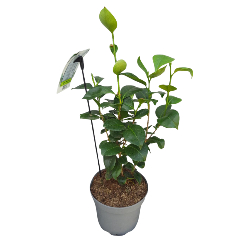 Camellia Powder Puff