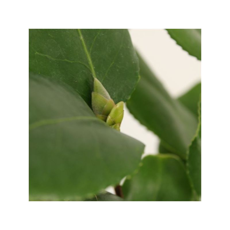 Camellia R.L. Wheeler