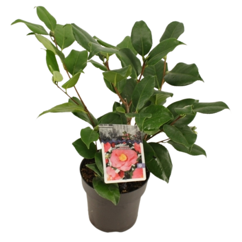 Camellia R.L. Wheeler