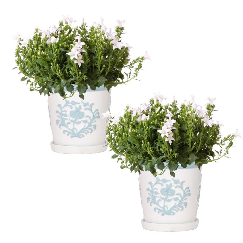 Campanula Wit in Ivory Elegance lichtblauw