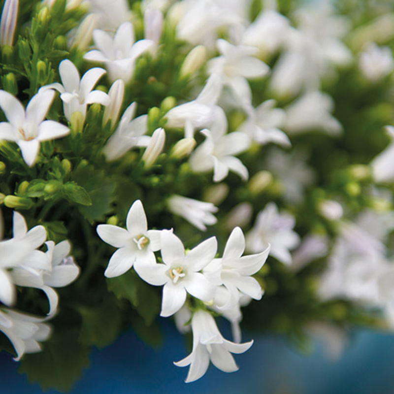 Campanula Wit in Ivory Elegance lichtblauw